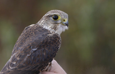 Juvenile Male Prairie Merlin