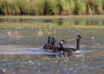 Family of Canda Geese
