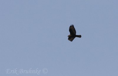 Dark morph Rough-legged Hawk