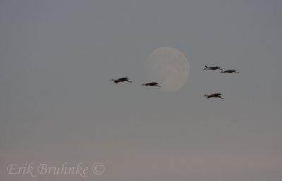 Sandhill Cranes in front of the moon