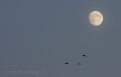 Sandhill Cranes with the moon