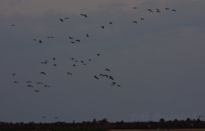 Sandhill Cranes coming in to land for the night