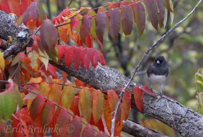 Dark-eyed Junco... slightly concerned about all of the fall colors