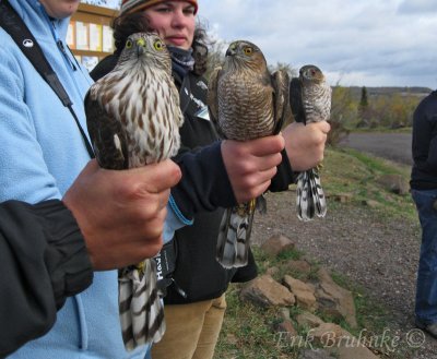 Sharp-shinned Hawks all lined up (youngest  - left, to oldest - right)