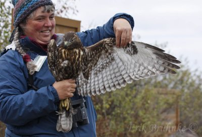 Margie with the juvenile rufous morph Red-tailed Hawk