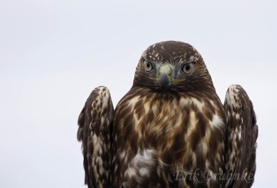 Juvenile rufous morph Red-tailed Hawk