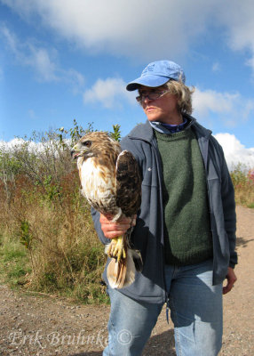 Gail with a borealis adult Red-tailed Hawk