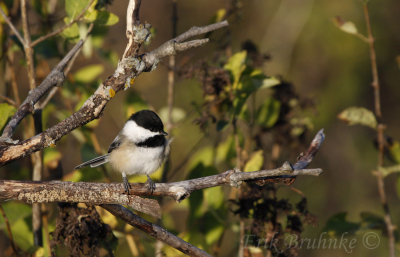 Banded Black-capped Chickadee at Sunrise