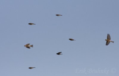 Common Redpoll flock