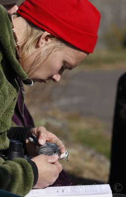 Matti banding the White-breasted Nuthatch