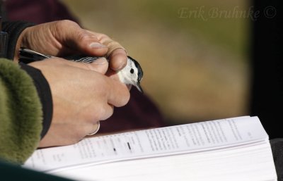 White-breasted Nuthatch Reading About Itself in Pyle's Bird-banding Book!