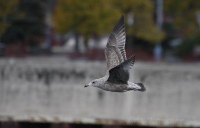 Herring Gull