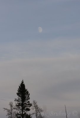 Afternoon Moon in the Bog