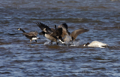 Leucistic Canada Goose, showing the other Canada Geese who is in charge!