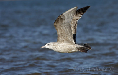 1st-Winter Herring Gull