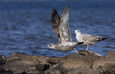 1st-winger Herring Gull with retained juvenile plumage