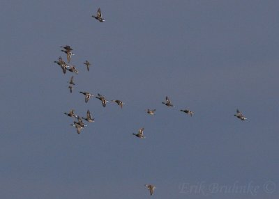 Mallards, American Black Duck, Northern Pintail, Gadwall, Green-winged Teal