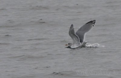 Adult Thayer's Gull landing