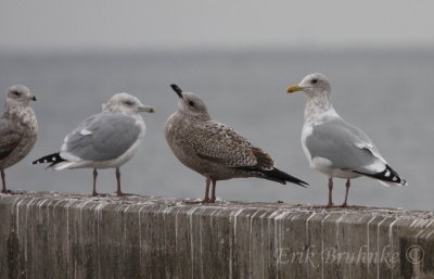 eautiful adult Thayer's Gull (right). Juvenile Herring Gull in the middle is thinking how to tell Thayer's from Herring!