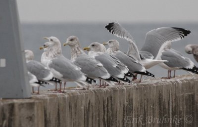 Can you spot the Thayer's Gull among the Herring Gulls?