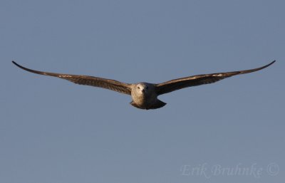 Herring Gull flying head-on