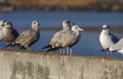 Herring Gulls - I love the complexity of ages within gulls!