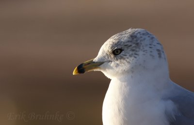 Adult Ring-billed Gull