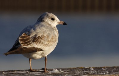1st-winter Ring-billed Gull