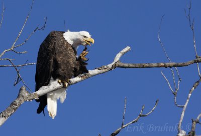 Bald Eagle - photographed through an open sunroof, from the driver's seat!