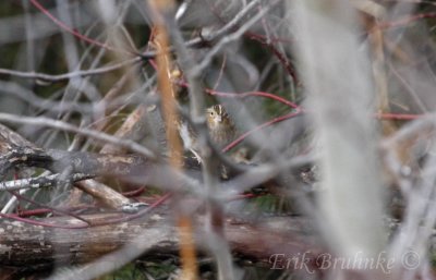 Grasshopper Sparrow, the morning of Nov 30, 2011