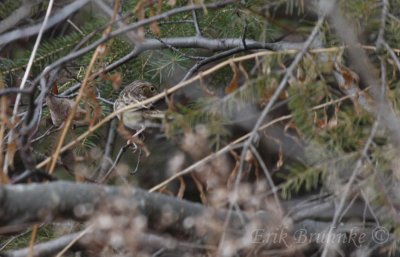 Grasshopper Sparrow, the morning of Nov 30, 2011