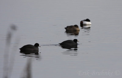 American Coots, in front of Northern Shovelers