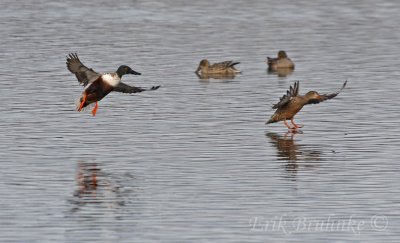 Northern Shovelers, coming in for a landing!