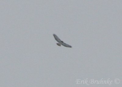 Heavily-cropped photo of this bird. It's a Red-tailed Hawk!