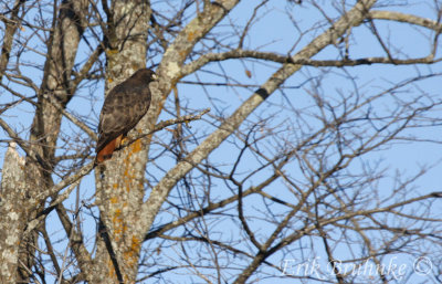 Adult dark morph Red-tailed Hawk