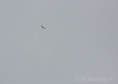 Distant raptor... can you ID it?