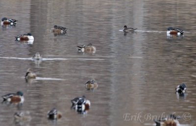 Ruddy Duck (2nd from upper right corner) among the Northern Shovelers