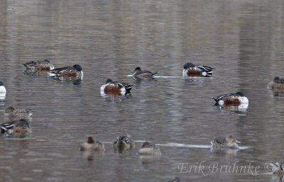 Ruddy Duck with the Northern Shovelers