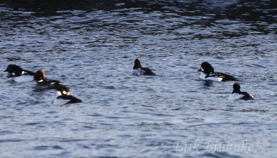 Barrow's Goldeneye