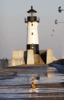 Mallard in front of the Canal Park Lighthouse