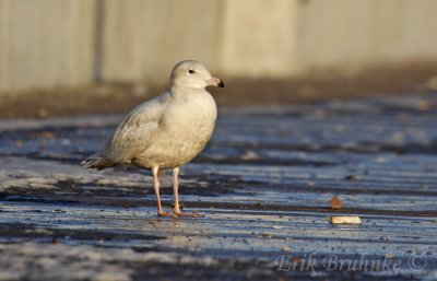 Glaucous Gull