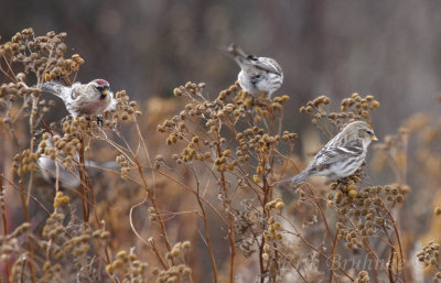 Common Redpolls feeding!