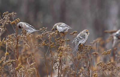 Common Redpolls feeding, with an orange-crowned Common Redpoll