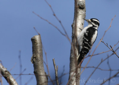 Hairy Woodpecker