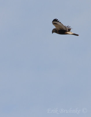 Rough-legged Hawk, hovering