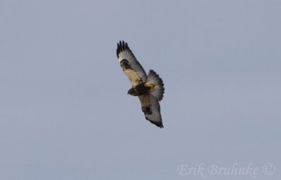 Arctic Fluffball (Rough-legged Hawk)