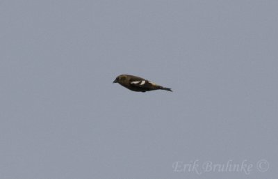 Female White-winged Crossbill in flight