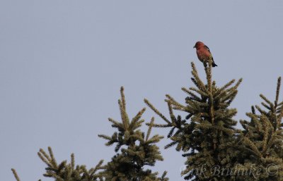 Male White-winged Crossbill