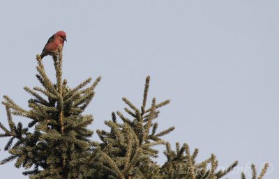 Male White-winged Crossbill, keeping watch over the flock
