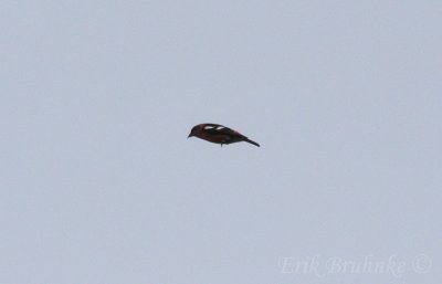 Male White-winged Crossbill in flight